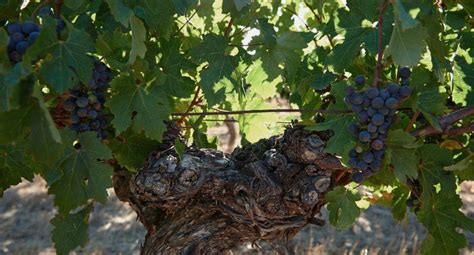 Explore Old Vine Wines Real Wines By Paul Liversegde