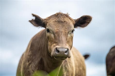 Premium Photo Agriculture Field In Africa Beef Cows In A Field