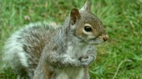 Cbeebies Our Planet Squirrels And Animals In The Snow How Squirrels