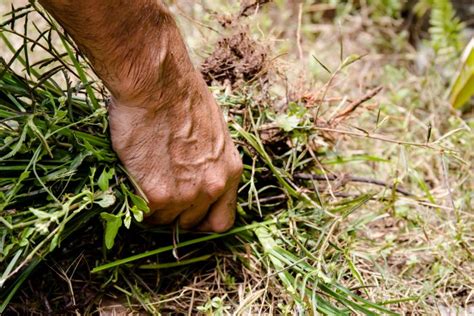 Qu Es El Desbroce Forestal Coinve