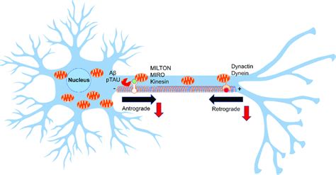 Mitochondrial Transport In Neurons Neurons Have Distinct Cellular