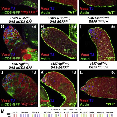 Lowering Egfr Signaling Levels Can Rescue The Dlg Scrib And Lgl