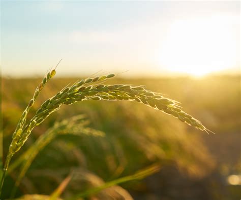 Fundo de Apoio ao Desenvolvimento Agrário