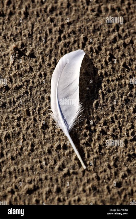 White feather on the beach Stock Photo - Alamy