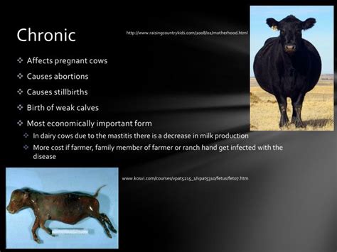 PPT - Leptospirosis in Cattle PowerPoint Presentation - ID:2053460