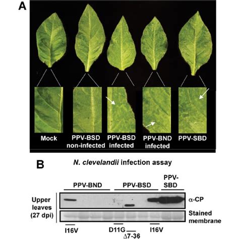 Infectivity Of Plum Pox Virus Ppv Bsd Chimeras In Nicotiana