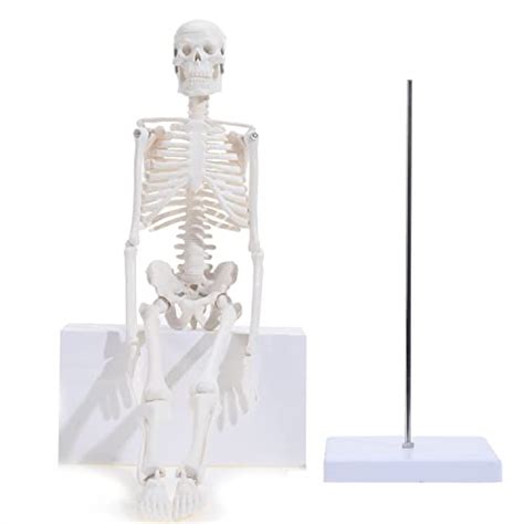 Asintod Mini Size Skeleton Model Anatomy Medical Human Skeleton