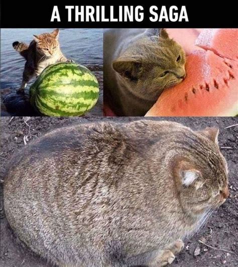 Watermelon Cat | Funny cute cats, Cat memes, Cats and kittens