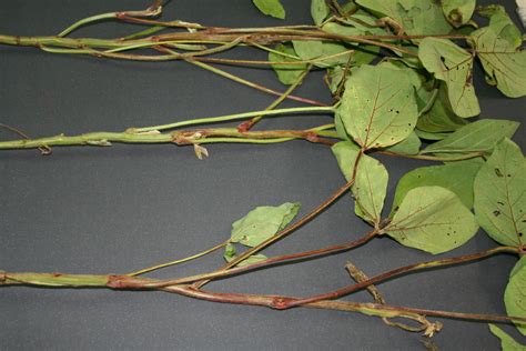 Symptoms Of Spotted Stems In Soybeans Revista Cultivar