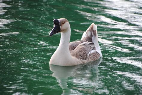 African Goose: The Proud and Beautiful Bird of Africa