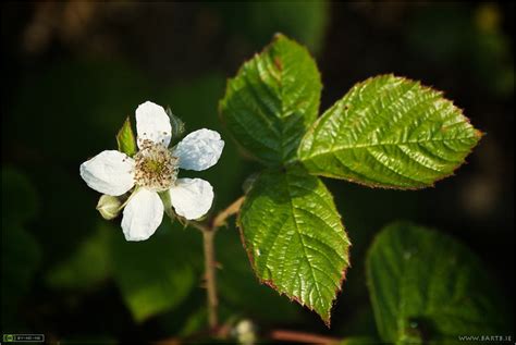 flowers for flower lovers.: Bramble flowers.