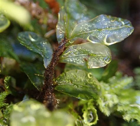 Grandleaf Rhizomnium Moss Bryophyta Mosses Of Vancouver Island