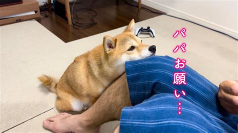 自分の可愛さを武器に目をうるうるさせて泣きそうな顔で訴えかけてくる柴犬が可愛い Youtube