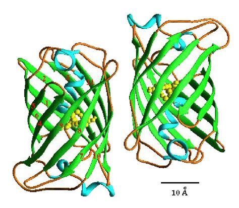 8: Quaternary structure of GFP (source [Yang, Moss & Phillips (1997 ...