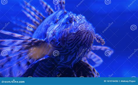 Ugly Striped Lionfish With Venomous Spines Blue Light Stock Footage