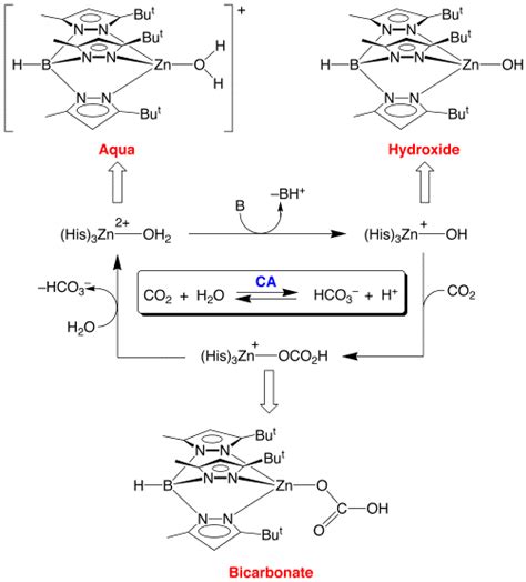 Carbonic Anhydrase 2 Chemistry Libretexts