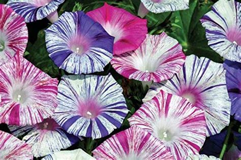 Morning Glory Care In Pots Easy Growth Tips