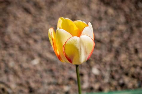 Premium Photo Colorful Fresh Tulip Flower Bloom In The Garden