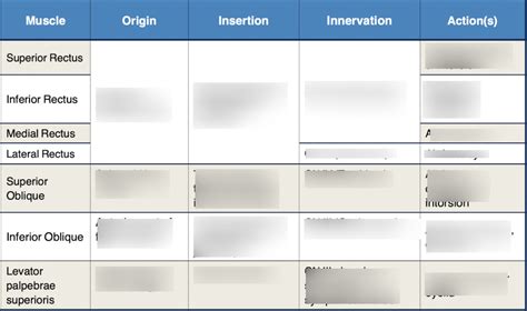 Visual System Diagram | Quizlet