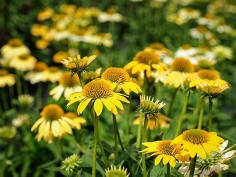 Echinacea Pollynation Yellow Pahls Market Apple Valley Mn