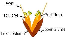 Grass features and structure.