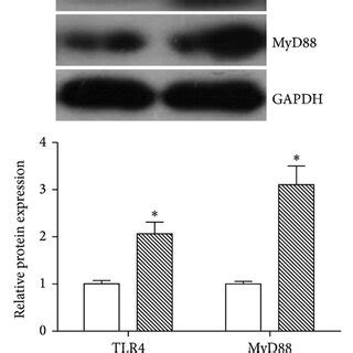 LPS Induced TLR4 And MyD88 Expression In SFs SFs Were Treated With LPS