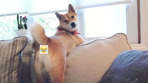 Sexy Shiba Inu Pose Youtube