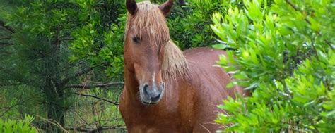 Corolla Wild Horses | Corolla Wild Horse Fund - Official Site • Corolla, NC