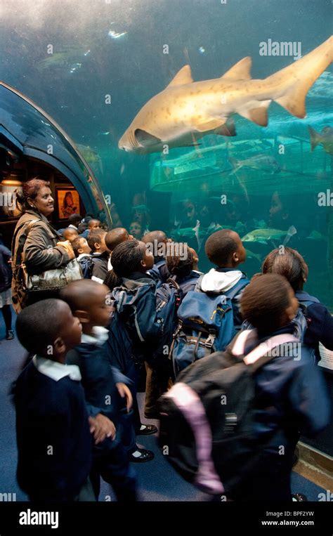 South Africa Cape Town Two Oceans Aquarium Victoria Alfred