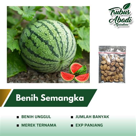 Benih Bibit Semangka Hibrida F1 Kemasan Repack Benih Buah Lazada