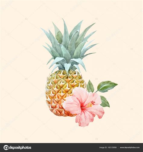 Watercolor Vector Pineapple Fruit — Stock Vector © Zeninaasya 162133856