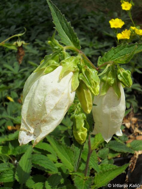Campanula punctata «Alba» (Zvončika) - Vrtlarija Kalići - OPG Davor Cetina