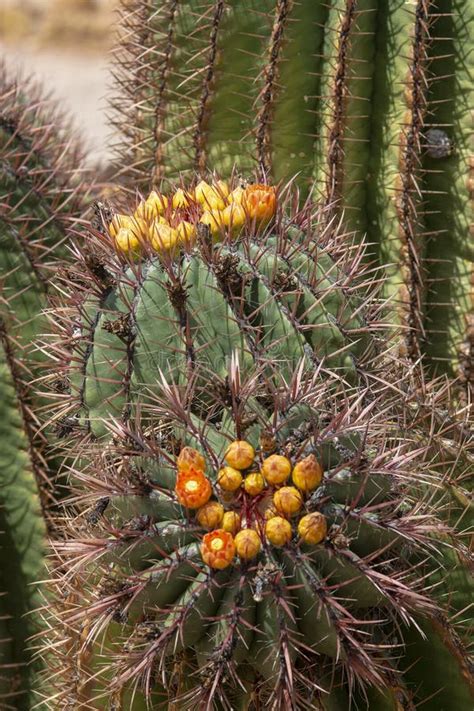 Planta De Desierto Del Cactus Con Las Flores Rojas Florecientes Imagen