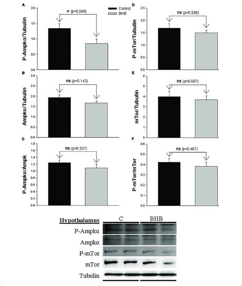 Western Blot Analysis Of Ampk A C And Mtor D F Protein Levels In