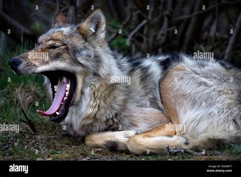 Yukon wolf hi-res stock photography and images - Alamy