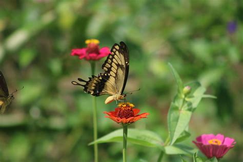 Papilio Thoas Autocles From Carretera Puerto Vallarta Carr Costera A