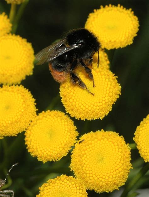 Tanacetum vulgare (Asteraceae) image 171839 at PhytoImages.siu.edu