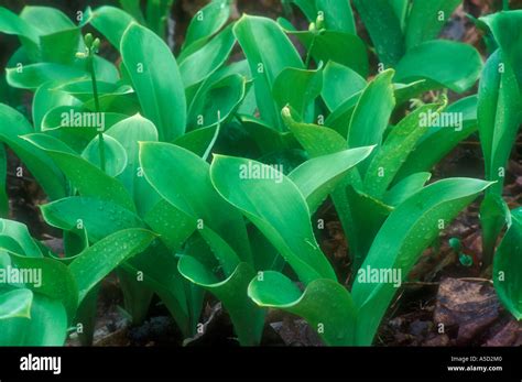 Blue Bead Lily Clintonia Borealis Emerging Leaves And Flowers In