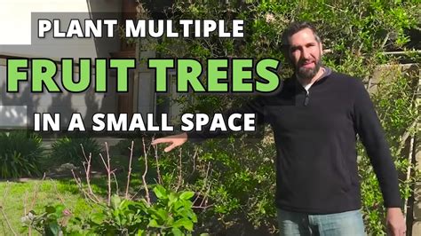 How To Plant Multiple Fruit Trees In A Small Space High Density Back Yard Orchard Culture