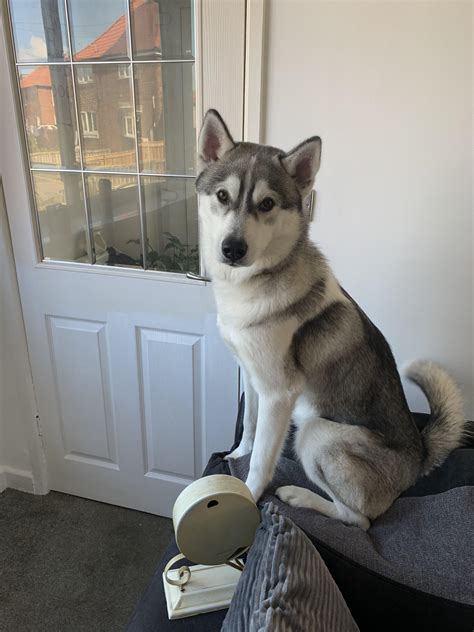 Simba the 2 year old male Siberian Husky