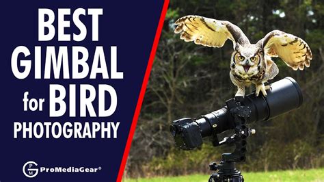 Best Gimbal Head For Bird Photography For Canon Nikon Sony Dslr