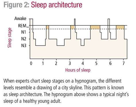 The Stages Of Sleep Rem And Non Rem Sleep Cycles