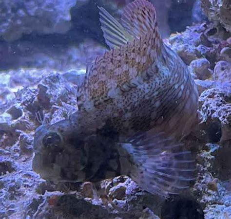 Lawnmower Blenny care: diet, reef safe, description & facts