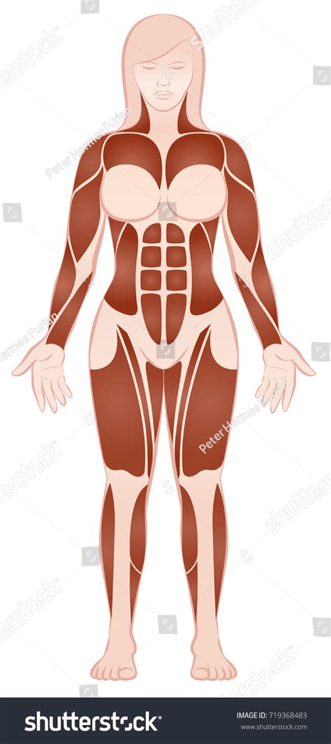 Muscle Groups Muscular Female Body Pecs Stock Vector (Royalty Free ...