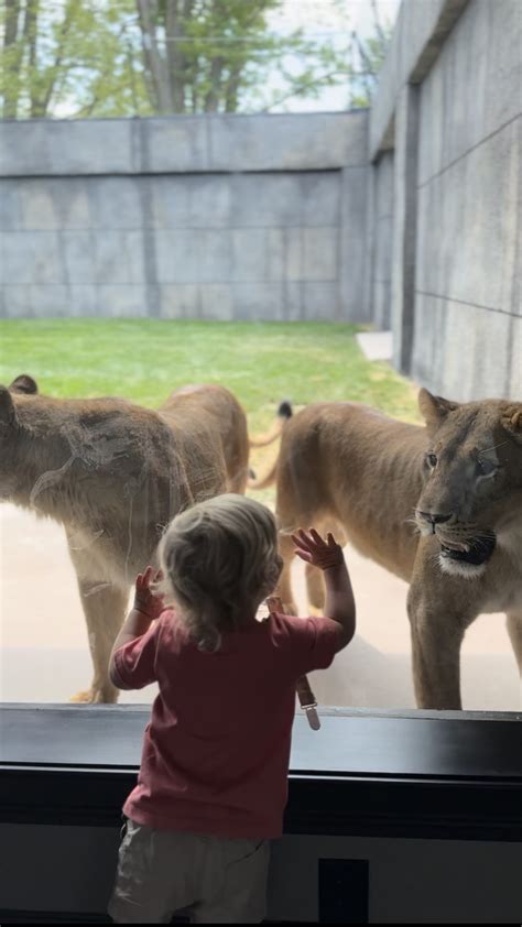 The Haven of The Wild