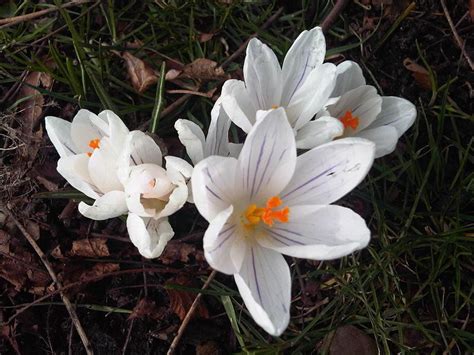 Crocus Caspius Szi Kr Kusz Kir Lykert