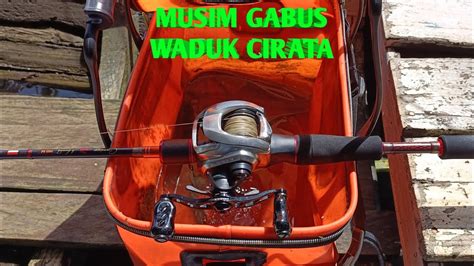 Air Full Musim Gabus Waduk Cirata Mancing Ikangabus Mancingcasting