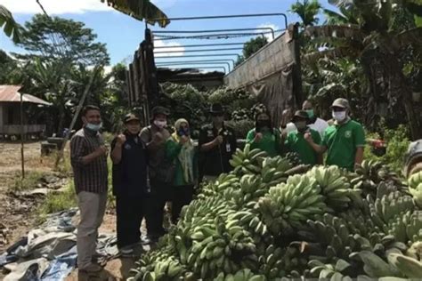 Miliki Hasil Berlimpah Pisang Kepok Berhasil Di Ekspor Hingga 1 105