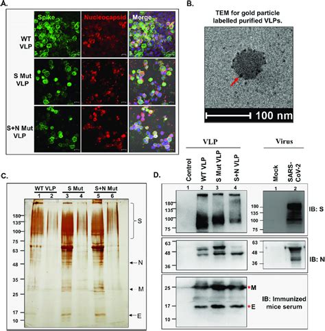 Characterization Of SARS CoV 2 VLPs A Expression Of SARS CoV 2