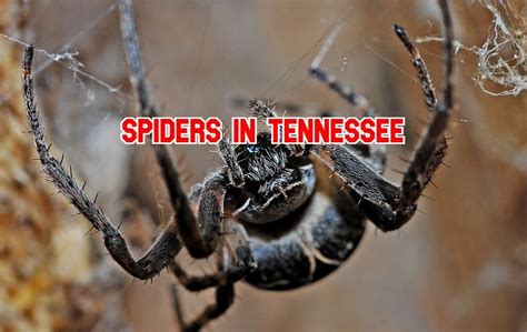 31 Popular Spiders in Tennessee (Pictures and Identification)